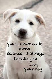 Dogs Will Never Leave You If You Never Love Them To Your Fullest Dog Quotes Dog Love I Love Dogs