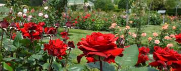 Popular trees amongst home gardeners include dogwoods, maples, cypresses, cherries, magnolias, birches, crape myrtles and many more. Flower Garden Conservatory Children S Garden In Hershey Pa Hershey Gardens