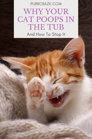 Blood in the urine can indicate a urinary tract disorder, especially if accompanied by straining while his pooping is behavior issues that we're working on, but the loose stools just started happening. Why Your Cat Poops In The Tub And How To Stop It Purr Craze