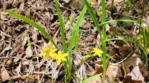 Image result for Hypoxidaceae