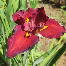 Image result for Nymphaea cf. mexicana