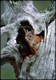 Pin By Krzysztof Krupski On Wallpapers For Desktop Cute Squirrel Red Squirrel Animals