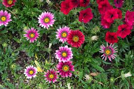 Having a lower growth habit and low maintenance requirements, they are ideally suited to planting en masse and create garden borders. Gazanias Treasure Flower Plant Care Growing Guide