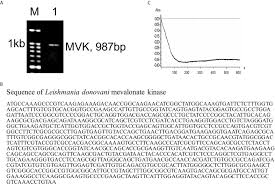 Mvk fusion vereenvoudigt complexe configuraties, omdat ze geheel door de engineeringtool in de safetybesturing kunnen worden gedaan. Frontiers Leishmania Donovani Secretory Mevalonate Kinase Regulates Host Immune Response And Facilitates Phagocytosis Cellular And Infection Microbiology