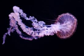 Quelle marque est numéro un dans cette liste? Plages Les Meduses Sont De Retour Sur Le Littoral Mediterraneen