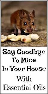 Peppermint Oil For Getting Rid Of Mice With Images Getting Rid Of Mice