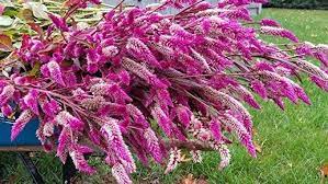 Amazon Com Pakuda 30 Celosia Spicata Flamingo Feather Flower Seeds Heirloom Best For Crafts Garden Outdoor Flower Seeds Feather Flower Outdoor Gardens