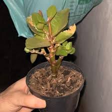 Image result for Kalanchoe blossfeldiana
