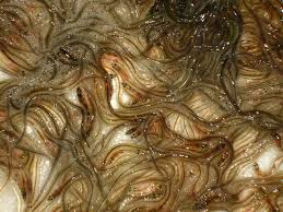 Elle vise en réalité à démanteler un trafic international d'une espèce animale protégée : Campagne De Civelles 2019 2020 Le Pecheur Professionnel