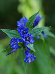 Image result for Gentiana asclepiadea alba