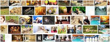 He is accepting new patients and has indicated that he accepts telehealth appointments. Raposo Definition Und Synonyme Von Raposo Im Worterbuch Spanisch