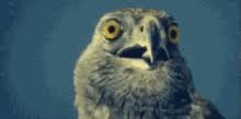 Sign up for free today! Falcon Videla Gif Falcon Videla Car Discover Share Gifs