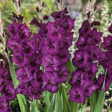 Image result for Gladiolus decoratus