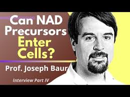 How NAD Precursors Enter Our Cells