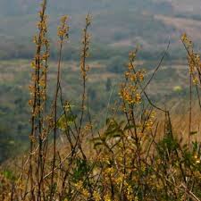 Image result for Coleus kapatensis