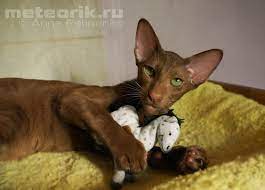 pin na doske oriental cats cattery meteorik