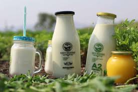 Cow ghee is best to consume in comparison. Urban Farms Milk Pune A2 Brand Milk Gir Cows Milk A2 Milk Price Organic Milk Pune Fresh Cow Milk In Pune
