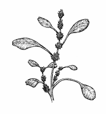 Image result for Amaranthus blitum