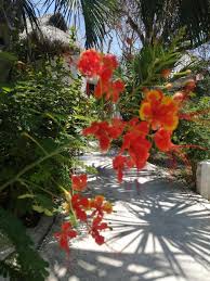 ᐉ MARIA 'S KAN KIN HOTEL ⋆⋆⋆ ( ISLA MUJERES, MEXICO ) REAL PHOTOS & GREAT  DEALS