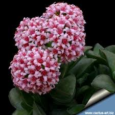 Many succulents are dormant in the winter so they won't need as much water. Crassula Cv Springtime