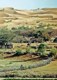 Image result for Aster milanjianus