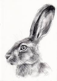 Check spelling or type a new query. Charcoal Animal Drawings Lessons In 2020 Charcoal Drawing Animals Charcoal Drawing Charcoal Sketch