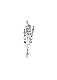 Rose flower in full bloom. Aesthetic Cute Plant Drawings Novocom Top