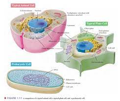 Animal cells and plant cells eukaryotic or prokaryotic. Eukaryotic Cells