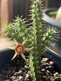 Image result for Huernia verekeri