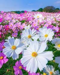 Der Name Meines Blogs Beschreibt Alles In 2020 Cosmos Flowers Beautiful Flowers Flowers Photography