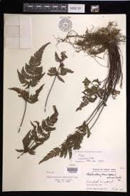 Image result for Aleuritopteris welwitschii