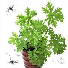 Mosquito Trio 9 Mosquito Repellent Plants Three Varieties Etsy Citronella Plant Mosquito Repelling Plants Plants