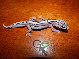 Black And White Striped Leopard Gecko Bold Stripe Snow Lavender Female Het Diablo Blanco Leopard Geckos From Derik Griffith At Griffith Exotics Check Ou Leopard Gecko Leopard Gecko Morphs Gecko