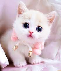 Image result for adorable cat