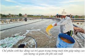 Chế phẩm sinh học: Nuôi tôm giảm phí an toàn, hiệu quả - Khoa Thủy sản