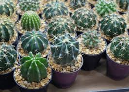 How do i get this thing out? Repot Cactus Plants Without Getting Pricked Horticulture