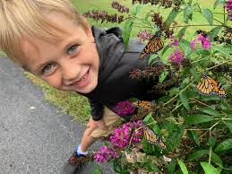 Male monarch identification and dating range