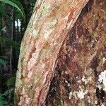 Image result for Tetracera alnifolia