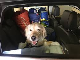 Sequoia national park is home to a variety of predators that help to keep local wildlife populations in check. 2 Aussies 1 Dog Roadtrip 1 Sequoia National Park The Surrounds California Jilltopia