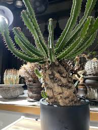 Image result for Euphorbia mlanjeana