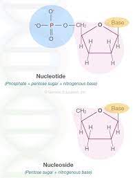 Pin Di Genetic Education