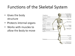 Bones support and protect the internal organs. Objective Swbat Relate The Parts Of The Skeletal System To Their Functions Ppt Download