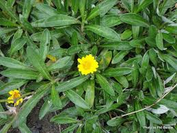One member has or wants this plant for trade. Phil Bendle Collection Gazania Rigens Var Uniflora One Flowered Treasure Flower Citscihub