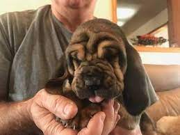 Litter Of 9 Bloodhound Puppies For Sale In Lebanon Mo Adn 54083 On Puppyfinder Com Gender Female Age 4 Bloodhound Puppies Puppies For Sale Bloodhound Dogs