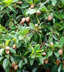 Image result for Manilkara