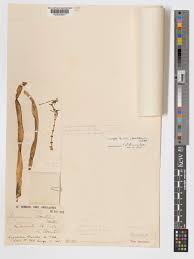 Image result for Tridactyle gentilii