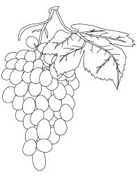 Maybe you would like to learn more about one of these? Grapes Pictures Coloring Home