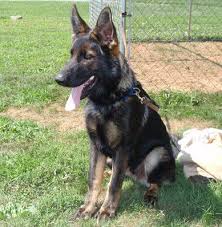 1 to 20 of 43 results. Black An Sable German Shepherds German Shepherds Puppys Ddr German Shepherds For Sale C German Shepherd Puppies Ddr German Shepherd Sable German Shepherd