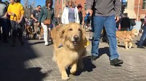 White golden retrievers, also known as pale golden retrievers, english crème retrievers. Hundreds Of Golden Retrievers Gather For Annual Parade Abc7 New York