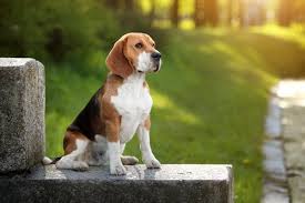 Beagle Cinsi Kopekler Hakkinda Bilmeniz Gereken Her Sey My Animals